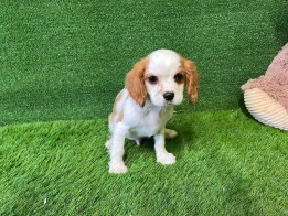 Cavalier King Charles Spaniel male Puppy for sale 000082153
